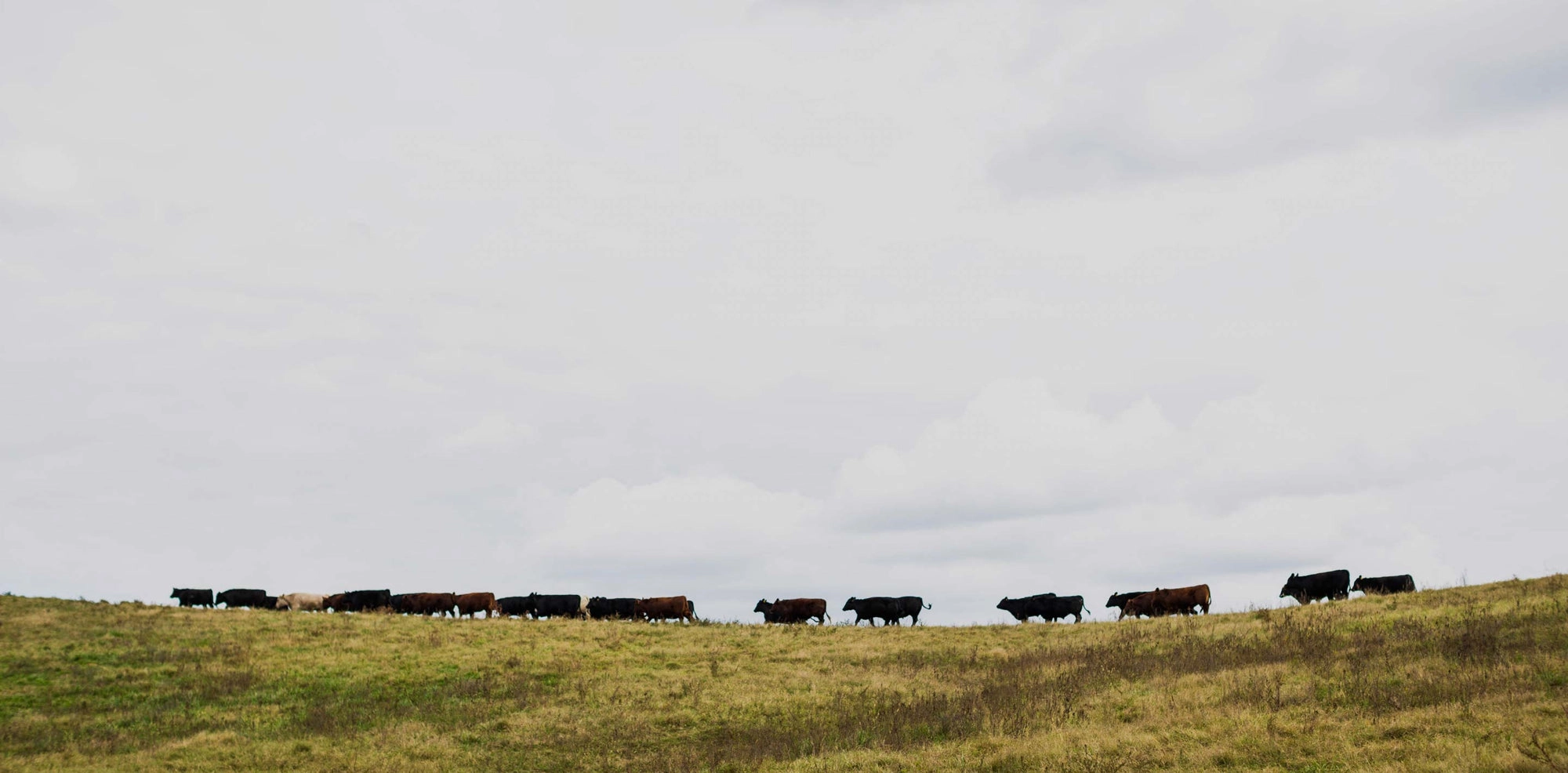 Cattle grazing on green pasture with rolling hills